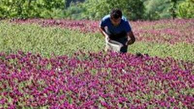 برداشت گل گاوزبان در گیلان آغاز شد