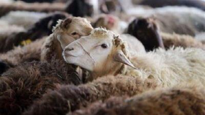۱۰۰ هزار راس دام در قائمشهر پلاک کوبی شد