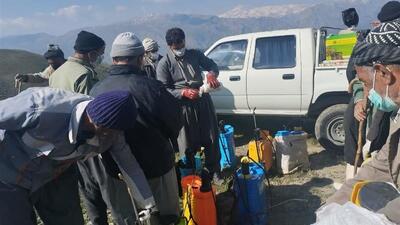 عملیات سمپاشی مقابله با آفت ملخ در روستای هزارخانی سروآباد انجام شد