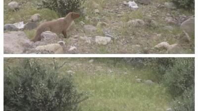 مشاهده گونه خدنگ بزرگ درچهارمحال و بختیاری