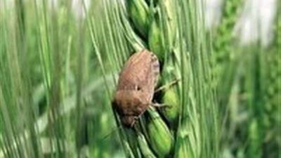 بازدید‌های مستمر از مزارع خراسان جنوبی برای پیشگیری از شیوع آفت سن گندم