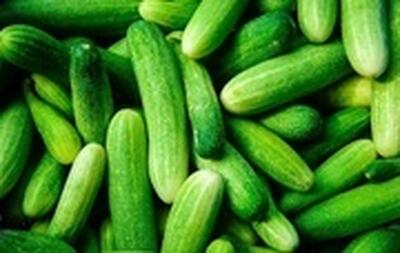 آغاز برداشت بهاره خیار گلخانه‌ای در رودان با پیش‌بینی افزایش سه برابری محصول