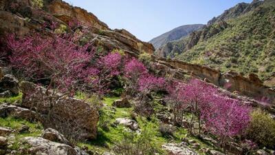 عروس دلربای زاگرس کجاست؟