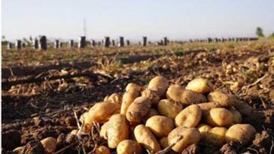 سیب زمینی جدید با قیمت جدید از راه رسید