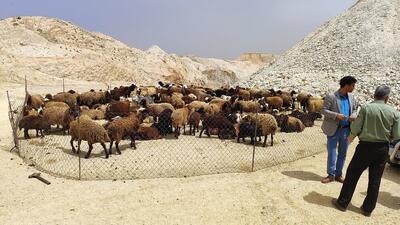 از ورود زودهنگام عشایر به مراتع ملایر قاطعانه جلوگیری می‌شود
