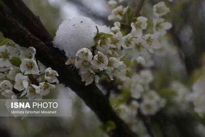 سرمازدگی شدید محصولات کشاورزی اهر و هریس