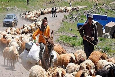 رانندگان مراقب دام عشایر باشند/ظرفیت مراتع بروجرد ۸۰ هزار واحد است