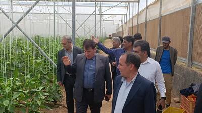 ۱۰۰ درصد محصول تولیدی شهرک گلخانه‌ای جهاد دانشگاهی قابلیت صادرات دارد