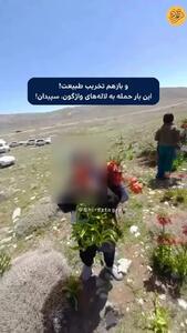 ببینید؛ تکرار یک بی‌مهری به طبیعت؛ چیدن لاله‌های واژگون در سپیدان