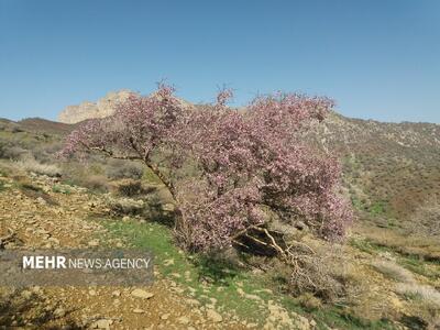 طبیعت بهاری «دره سید» در لرستان