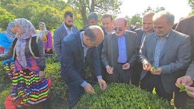 آغاز برداشت چین نخست چای در باغات لنگرود