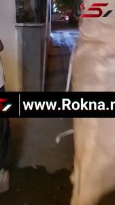 تهران در اشغال زباله‌گردها؛ هر کوچه یک پادگان زباله‌گردی!/ وقتی مدیریت شهری به حاشیه پناه برده است! + فیلم