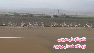 فلامینگوهای صورتی در فرودگاه شهدای بجنورد