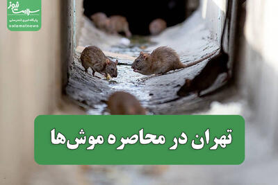 تهران در محاصره موش‌ها