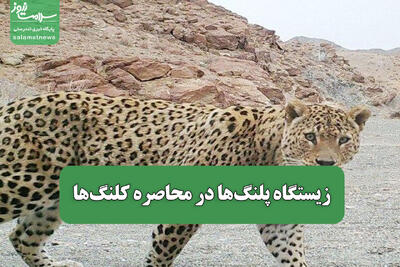 زیستگاه پلنگ‌ها در محاصره کلنگ‌ها