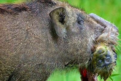 مستند حیات وحش / آن هنگام که میمون ها به وحشیانه ترین شکل شکار شدند