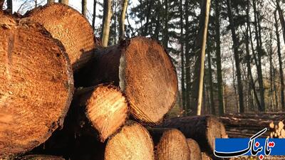 کشف یک تن چوب جنگلی قاچاق در دره‌شهر ایلام