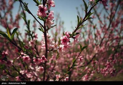 شکوفه های بهاری - همدان- عکس خبری تسنیم | Tasnim