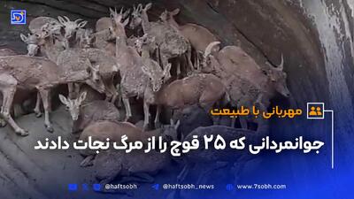 جوانمردانی که 25 قوچ را از مرگ نجات دادند