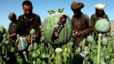 با عرض تاسف و تاثر، تریاک شدیدا گران شد!