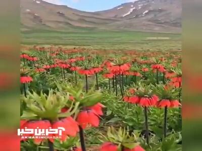 دشت لاله‌های واژگون در زاگرس