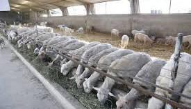 چرا گوشت گوسفند از دامداری تا بازار دو برابر می‌شود؟