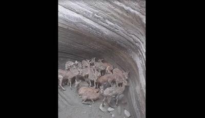 ماجرای گرفتار شدن ۲۷ حیوان زبان‌بسته درون یک گودال