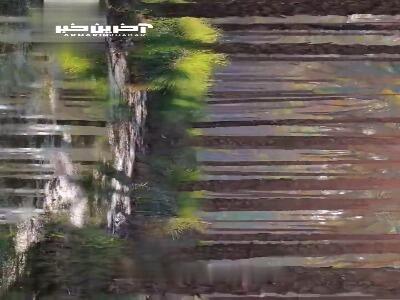 شکوه نخلستان در آبپخش بوشهر