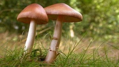 جزئیات مسمومیت ۱۸ نفر با مصرف قارچ‌ سمی