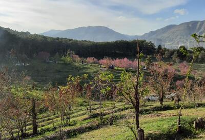 هشدار درباره مرگ خاموش درختان بوستان چیتگر