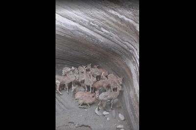 ماجرای گرفتار شدن ۲۷ حیوان زبان‌بسته درون یک گودال | آنجا دنبال چه می‌گشتند؟