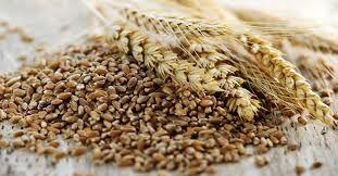 توزیع سبوس گندم در خرمشهر