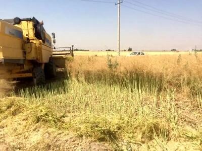 آغاز برداشت کلزا در فارس