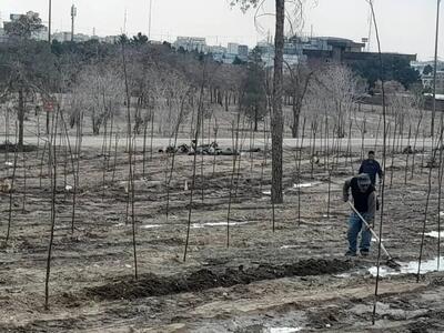 هشدار درباره مرگ خاموش درختان بوستان جنگلی تهران/ حذف نکردن درختان آفت‌زده، آغازگر بحران تازه