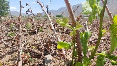 از نوسانات شدید دمایی و سرمای بهاره تا از بین‌رفتن بخش زیادی از محصول سالانه تاکداران
