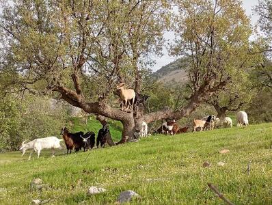برگزاری کارگروه ملی مدیریت چرا و ساماندهی کوچ بهاره استان‌های ایلام، کرمانشاه و همدان