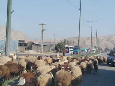 زنگ خطر تغییرات اقلیمی؛ کوچ زودهنگام طبیعت
