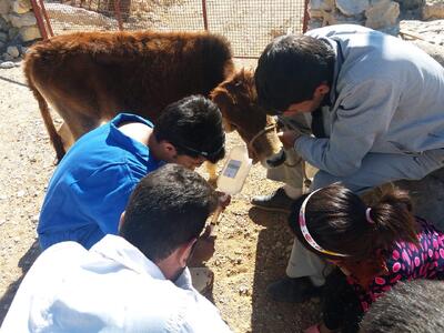 دامپزشکان جهادگر به یاری محرومان شهداد شتافتند