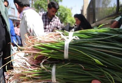 ۲۲ پرونده تخلف برای برداشت گیاهان خوراکی در ایلام تشکیل شده است