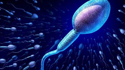 آیا اسپرم‌ها برای رسیدن به تخمک واقعاً مسابقه می‌دهند؟