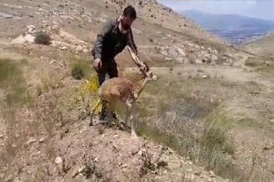 ۲۴ بز و میش وحشی توسط دوستداران محیط زیست از مرگ نجات یافتند