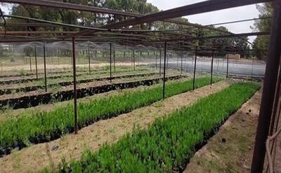 امسال ۳۲۰ هزار اصله نهال در دهلران تولید می‌شود