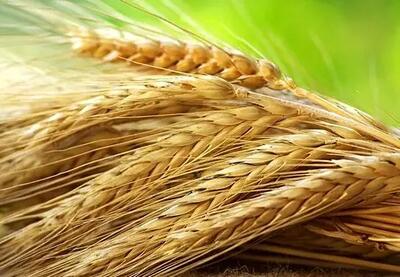 کاهش میزان تولید گندم در سال جاری
