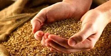 آخرین جزئیات از قیمت خرید تضمینی گندم