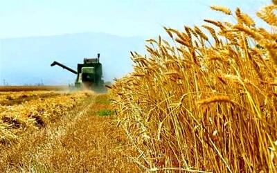 ارقام جدید گندم دیم در مراغه رونمایی شد