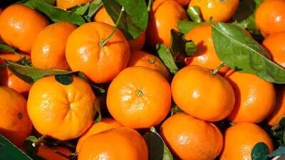 میوه‌ ای که جلوی شکستگی استخوان رو با لگد می‌ گیره!