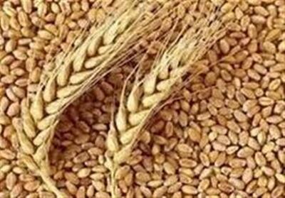 قیمت گندم در سال جاری اصلاح شود - تسنیم