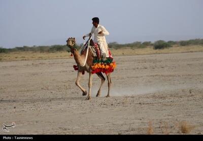 مسابقات شتردوانی در نصرت‌آباد یزد- فیلم فیلم استان تسنیم | Tasnim