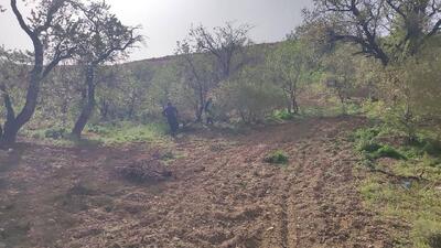 شخم زدن درختان انگور و بادام روستای گردشگری توآباد به وقت بهار + فیلم و عکس