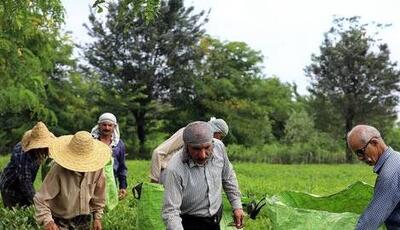 خرید تضمینی برگ‌ سبز چای در گیلان آغاز شد